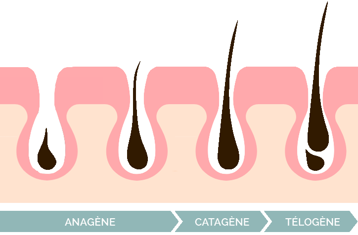 cycle-vie-cheveu-vieillissement-cheveux